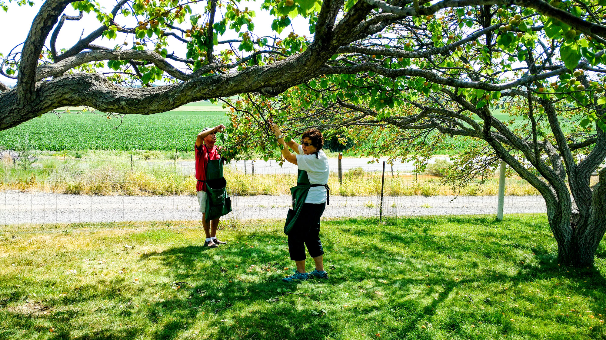 time bank members orchard picking